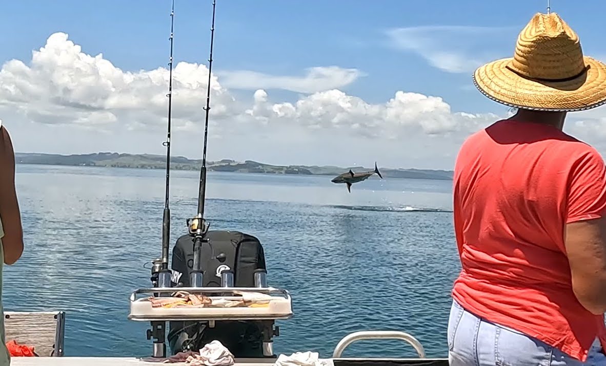 Watch: Rare Footage Captures Moment Kiwi Fisherman Hooks Great White ...