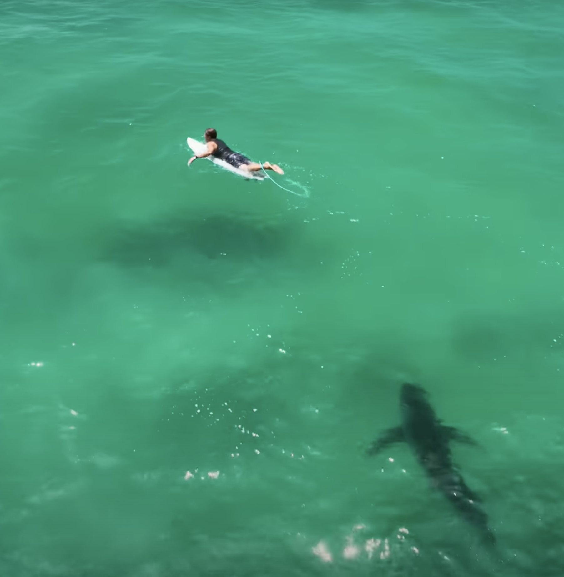 Great White Shark’s Close Encounter with a Surfer: A Shark Hunts for ...